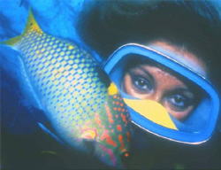 A chessboard wrasse (Halichoeres hortulanus) and shediver... by Alberto Romeo 